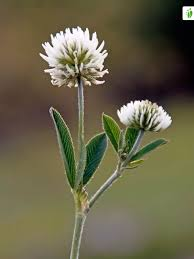 <p>Backklöver   (Fabaceae)  (Långa och spetsiga blommor till skillnad från vitklöver)</p>