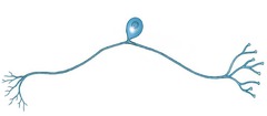 <p>A neuron with one axon attached to its soma; the axon divides, with one branch receiving sensory information and the other sending the information into the central nervous system.</p>