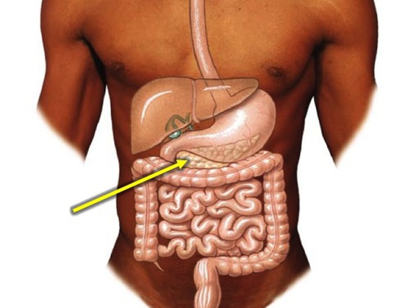 <p>pancreas</p>