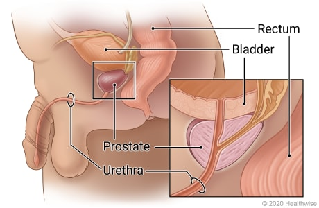 <p>Prostate secretes into</p>