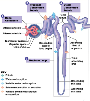 <p>cup shaped chamber, capillary network (glomerulus)</p>