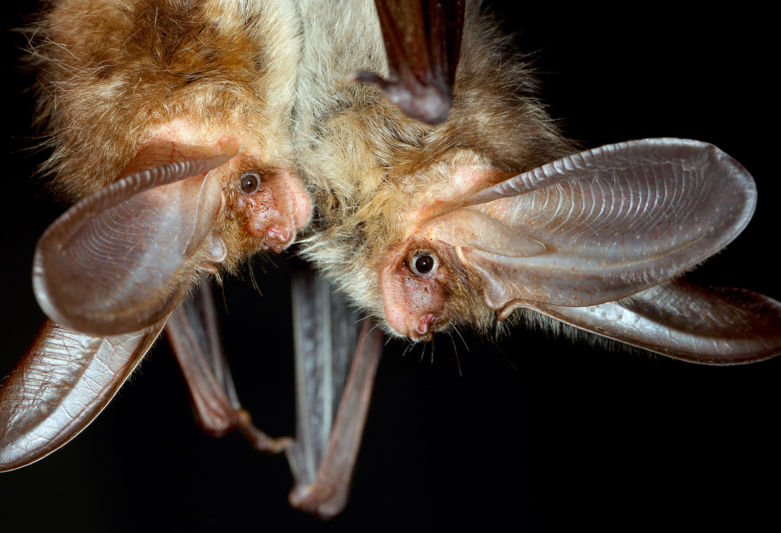 <p><span>Kroppslängd&nbsp;42–53 mm</span></p><p><span>underarm&nbsp;34–43 mm</span></p><p><span>vingspann&nbsp;240–285 mm</span></p><p></p><p><span>Vanlig art</span></p>