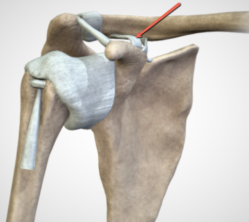 <p><span><strong>Identify the structure indicated by the pointer.</strong></span></p>