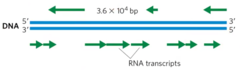 <p>Yes, each gene independently defines its own template strand based on its promoter. The template strand isn't the same (e.g., top strand) across the entire genome.</p>