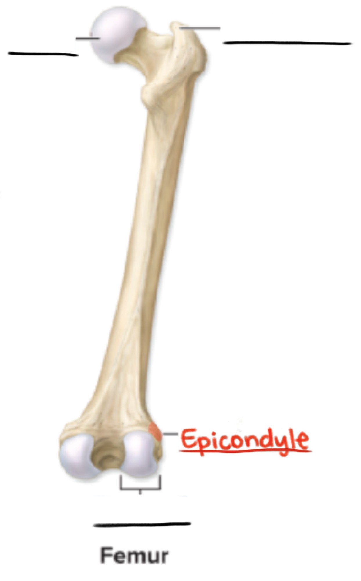 <p><strong>Epicondyle</strong></p><p>Projection adjacent to a condyle</p><p>(Projection)</p>