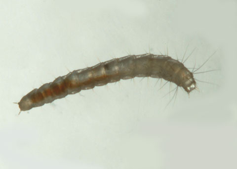 <ul><li><p>The cat flea, primarily impacts mammal animal hosts</p></li><li><p>Four-stage, 30-75 day life-cycle (egg, larvae, pupa, adult)</p></li></ul><p></p>