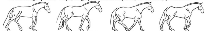 <p>flat foot, 4-beat gait</p><p>each foot hits the ground and is supported by another foot both diagonally and laterally</p><p>~4 mph </p>