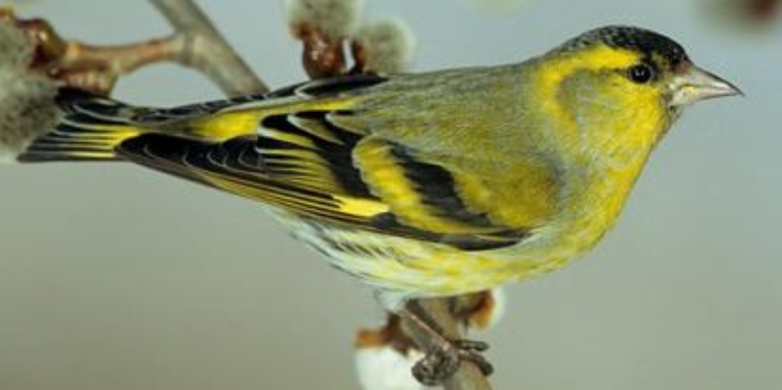 <p>Identify</p>