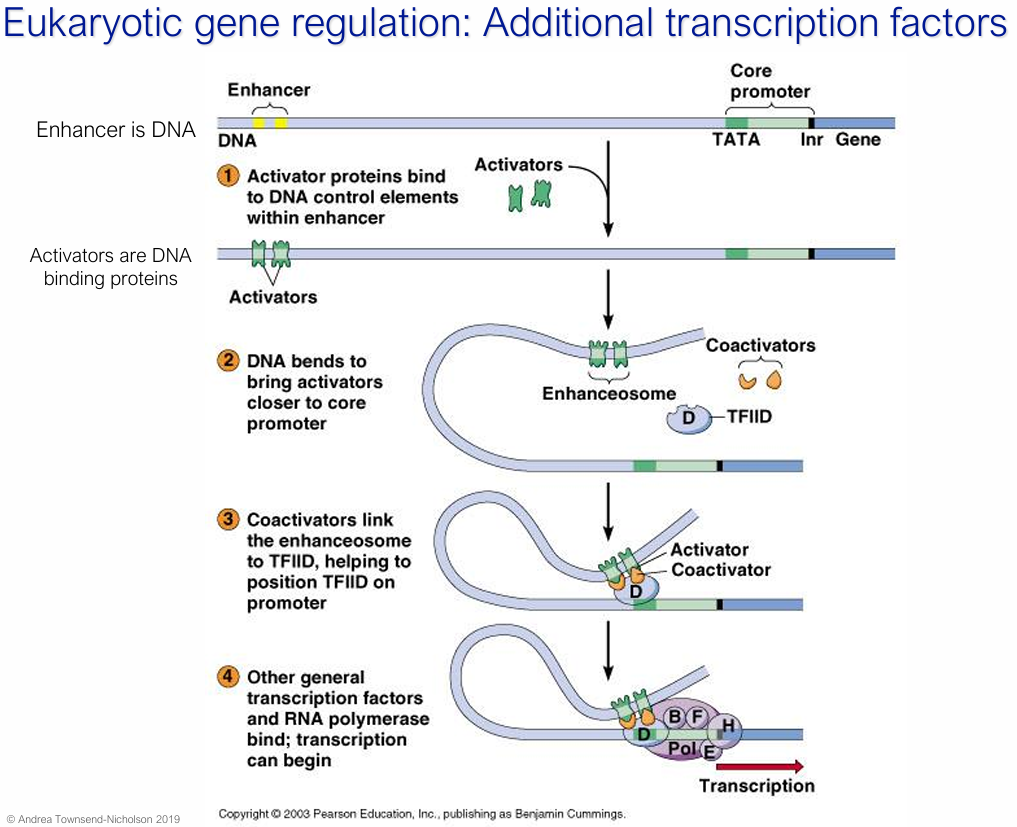 <p>DNA-binding proteins</p><ul><li><p>Bind to <strong>enhancer </strong>DNA sequences (can be thousands of base pairs away from the promoter)</p></li><li><p>e.g. <strong>enhanceosome</strong></p></li></ul><p></p><p><span>DNA looping brings activators close to the core promoter, where they recruit </span><strong>coactivators</strong><span> that bridge the enhanceosome to TFIID, boosting transcription above basal levels</span></p><p></p>