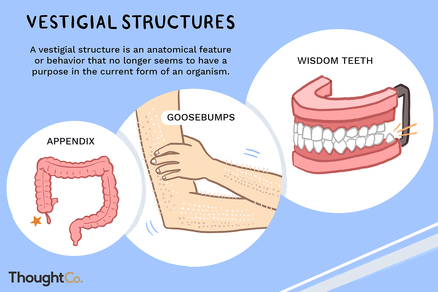 <p>These are structures that have lost some or all of their ancestral power</p>