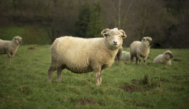 <p>white; #1 face breed; shaggy legs</p>