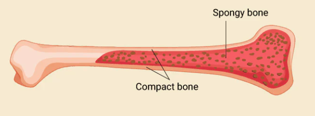 <p>Compact Bone</p>