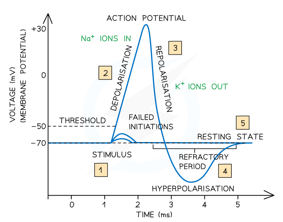 <ol><li><p>At resting potential, Na⁺ ion concentration is higher outside the axon &amp; K⁺ ion concentration is higher inside. The overall concentration of cations is greater outside, making the outside positive relative to the inside (i.e. the membrane is polarised)</p></li><li><p>When a stimulus occurs, some voltage-gated Na⁺ ion channels open &amp; Na⁺ ion diffuse into the axon down its concentration gradient → reduces the negativity inside</p></li><li><p>If the threshold value (~ -55 mV) is reached, more Na⁺ ion channels open via positive feedback, causing rapid Na⁺ ion influx &amp; depolarisation to ~ +40 mV → reversal of charge creates an action potential</p></li><li><p>After the action potential is established, Na⁺ ion channels close &amp; voltage-gated K⁺ ion channels open. K⁺ diffuses out down its concentration gradient, repolarising the membrane → continued K⁺ ion influx causes hyperpolarisation (i.e. below -70 mV)</p></li><li><p>Finally, K⁺ ion channels close &amp; the resting membrane potential is restored by the Na⁺/K⁺ ATPase pump &amp; diffusion through permanently open channels, fully repolarising the axon.</p></li></ol><p></p>