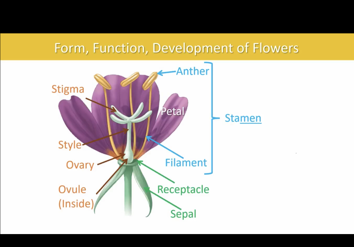 <p>Stamen, petal, anther , filament </p>