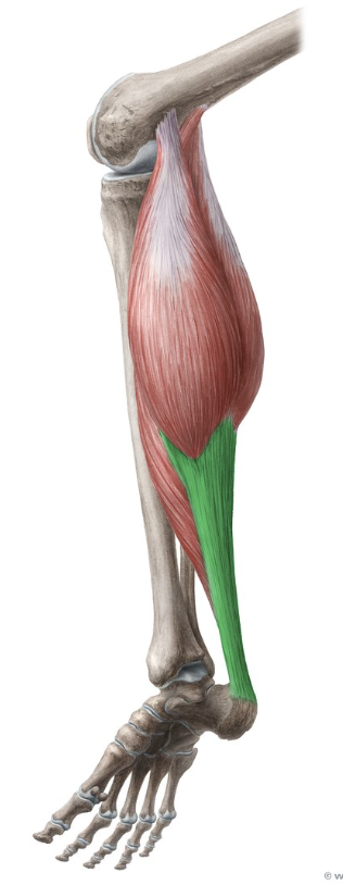 <p>What is another name for <strong>calcaneal tendon</strong>?</p>