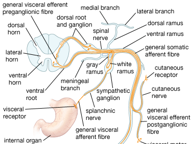 <ul><li><p>Location: Along the length of the spinal cord</p></li><li><p>Humans have 31 pairs of spinal nerves (and 12 CN) extending from the brain to the tailbone </p></li><li><p>Spinal nerves exit spinal column through small openings called <span>intervertebral foramina (think: “small holes'“) located between adjacent vertebrae</span></p></li></ul><p></p>
