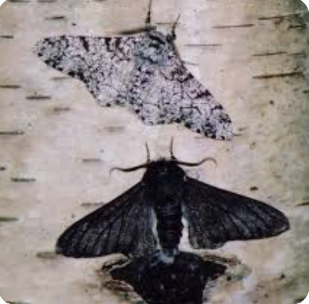 <p>How did soot pollution in the Peppered Moth example lead to natural selection?</p>