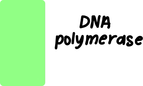 <p>What is the function of <strong>DNA Polymerase I</strong>?</p>