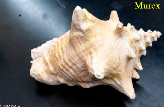 <p>Phylum &amp; name?</p>