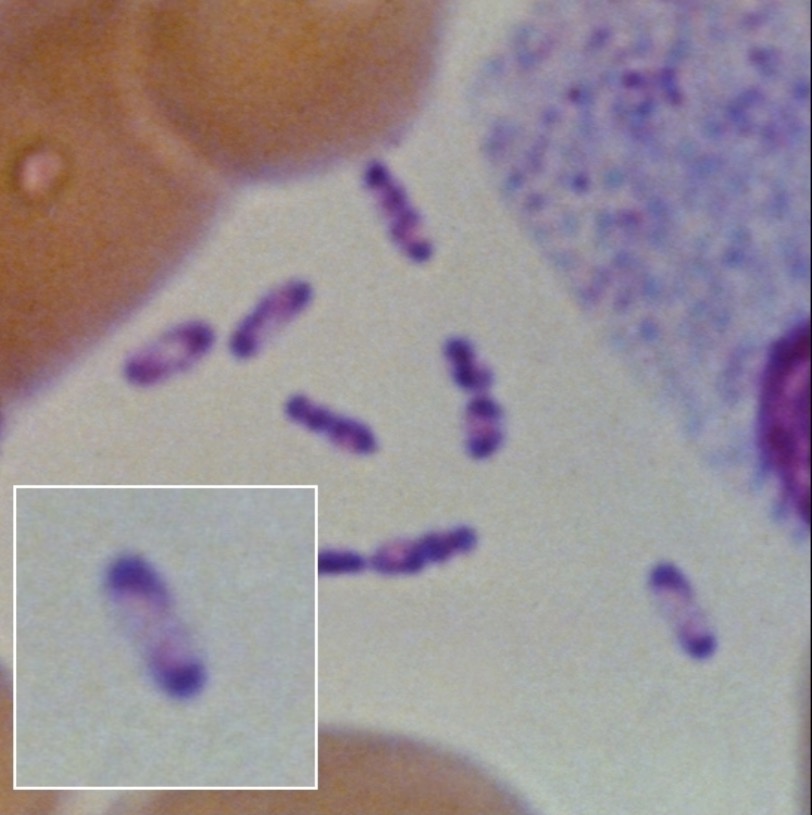 term image