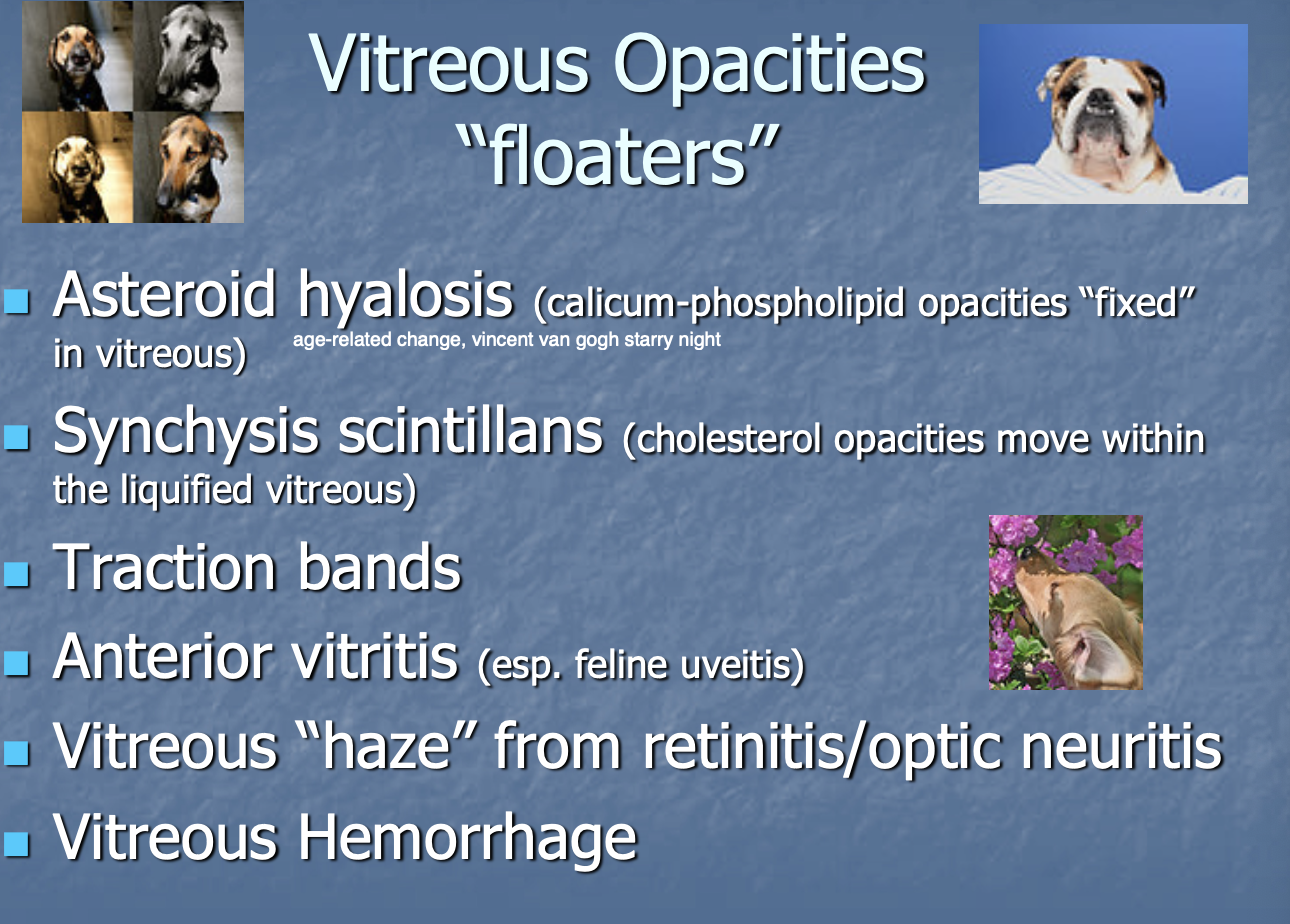 <p>Asteroid hyalosis (calcium opacities fixed in vitreous).</p><p>Synchysis scintillans (cholesterol moving w/in liquified vitreous).</p><p>Traction bands.</p><p>Anterior vitritis.</p><p>Vitreous haze from retinitis/optic neuritis.</p><p>Vitreous hemorrhage.</p>
