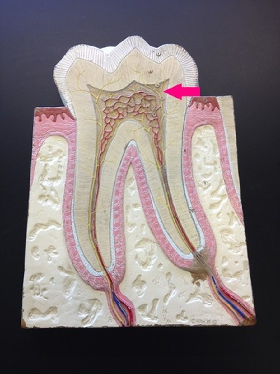 <p>soft, nonmineralized connective tissue containing a rich supply of blood vessels and nerves located in the center of the crown and root</p>