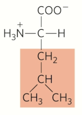 <p>leucine</p><p>nonpolar</p><p>hydrophobic</p><p>aliphatic (non-aromatic)</p><p>stabilize on insides via hydrophobic interactions</p>