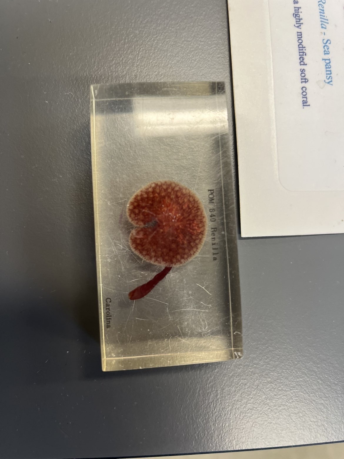 <p>What is this?</p><p>What phylum?</p><p>What class?</p><p>What subclass?</p>