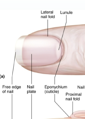 <p>region of dead skin </p><p>another name: eponychium </p>
