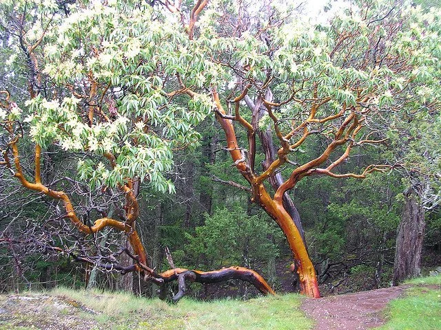 <p>Arbutus menziesii</p><p></p>
