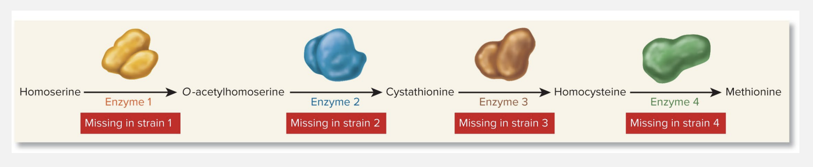 <p>Beadle & Tatum grew plates with minimal media. They added substrates one at a time based on the pathway. For example, methionine: </p><ol><li><p>__________</p></li><li><p>__________</p></li><li><p>__________</p></li><li><p>__________</p></li><li><p>Methionine</p></li></ol><p></p>