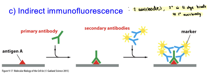 <p>Direct immunofluorescence = probe directly attached to antigen </p><ul><li><p>nomenclature: “<span><u>source</u></span> anti-<span><u>target</u></span> antibody”</p></li></ul><p>ex. “rabbit anti-microtubule direct antibody”</p><p></p><p>Indirect immunofluorescence = 2 antibodies, secondary w fl. dye binds to primary antibody </p><ul><li><p>more steps, BUT more fluorescence </p></li><li><p>if it says “source anti-animal ….” :   a secondary antibody </p></li><li><p>if it says “source anti-protein/organelle …” : a primary antibody</p></li></ul><p></p>