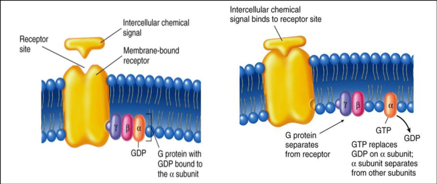 <p>peptide/protein hormones can’t cross hydrophobic membrane; bind externally and get receptors to transmit signals inside</p>