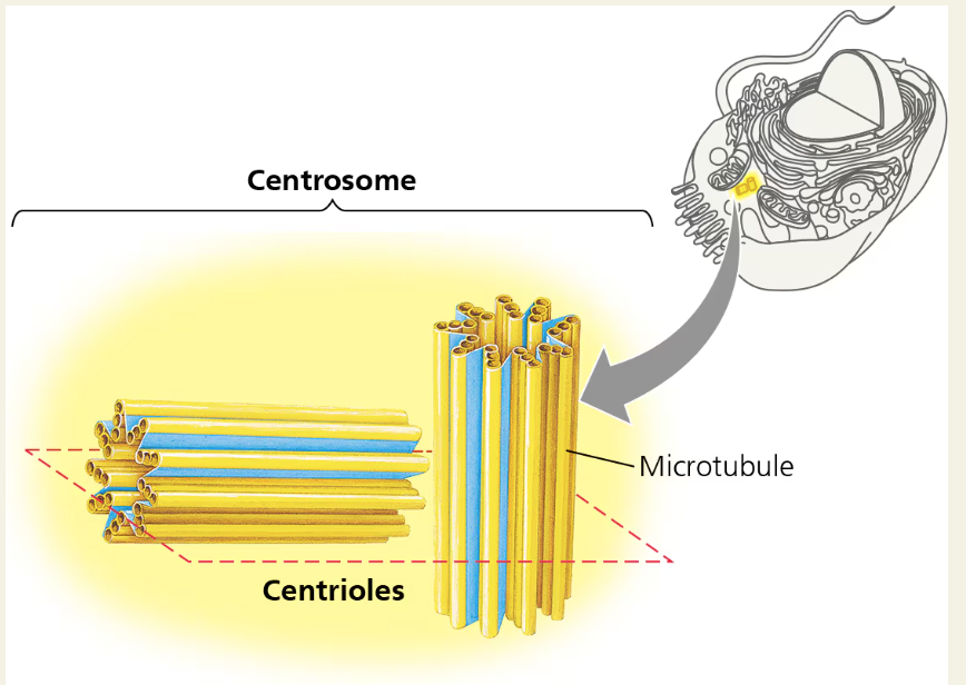 <p>organelles only found in animal cells</p><p>produce the cytoskeleton proteins in animal cells</p><p>2centrosomes = 1 centriole</p>