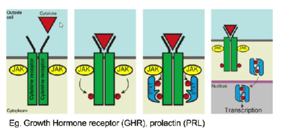 <ul><li><p>receptors have no kinase domain built-in</p></li><li><p>most common pathway = JAK-STAT pathway&nbsp;</p></li><li><p>same deal:  binding to receptor, conformational change</p></li><li><p>JAK associated w/receptor, phosphorylation allows for…</p></li><li><p>recruitment of STAT which is also phosphorylated</p></li><li><p>STAT takes signal to DNA, allowing transcription</p></li></ul><p>only difference is how they get phosphorylated  </p><p></p>