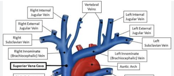<p>The superior vena cava first of all branches off into the brachiocephalic vein and the left subclavian vein. The brachiocephalic vein then branches off into the right subclavian vein and the internal jugular vein.</p>
