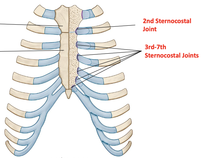<p>Synovial plane joint</p>