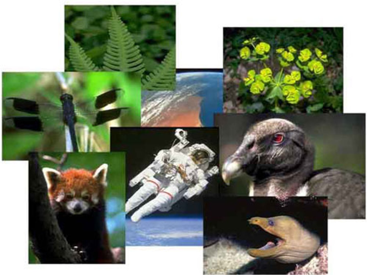 <p>ciencias naturales</p>