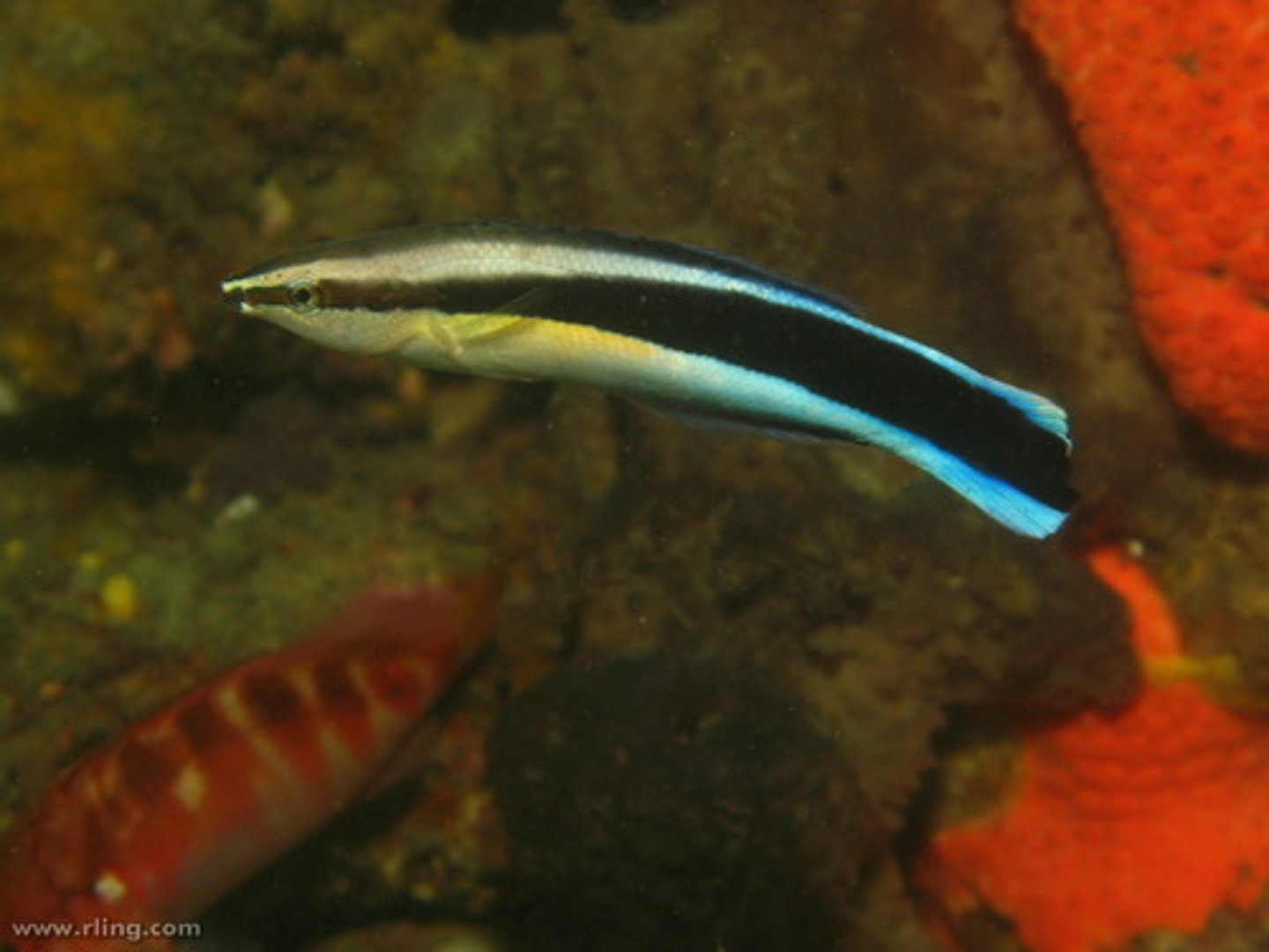 <p>Labroides dimidiatus</p>