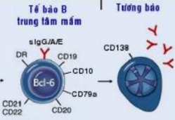 <p>DR</p><p>CD10</p><p>CD19-CD22</p><p>CD79a</p>