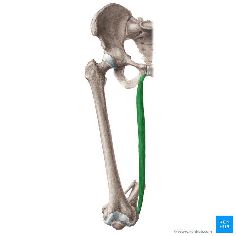 <p>Proximal Attachment (O): Body and inferior ramus of pubis</p><p>Distal Attachment (I): Superior part of medial surface of tibia (as part of pes anserinus)</p><p>Nerve: Obturator nerve (L2, L3)</p><p>Action: Adducts hip joint; flexes knee joint, medially rotating it when flexed</p>