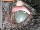 <p>what is this?</p>