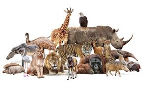 <p>fauna (n) <span>/ˈfɔːnə/</span></p>