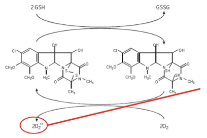 <ol><li><p>Fungus makes toxin in mycelium</p></li><li><p>Toxin concentrates in spores at sporulation</p></li><li><p>Animal ingests sporidesmin spores while grazing</p></li><li><p>Toxin released from spores into rumen (water-soluble) and absorbed into bloodstream</p></li><li><p>Toxin removed by liver and kidneys → Concentrates in bile duct (10x) and urine</p></li><li><p>→ Release of free radicals which damage lining of bile ducts and bladder</p><ul><li><p>ONE molecule of sporidesmin can create many free superoxide free radicals</p><ul><li><p>Glutathione reduces disulphide bridge of sporidesmin toxin</p></li><li><p>O2 reoxidises bridge → Formation of superoxide free radical</p></li><li><p><strong>Cyclical</strong></p></li></ul></li></ul></li><li><p>→ Cholestasis and cystitis</p></li><li><p>Occluded bile ducts cannot eliminate waste products from chlorophyll metabolism (phylloerythrin)</p></li><li><p>Phylloerythrins build up in bloodstream and react with sunlight in non-pigmented skin and mucocutaneous junctions</p></li><li><p>→ Photosensitisation</p></li></ol><p></p>