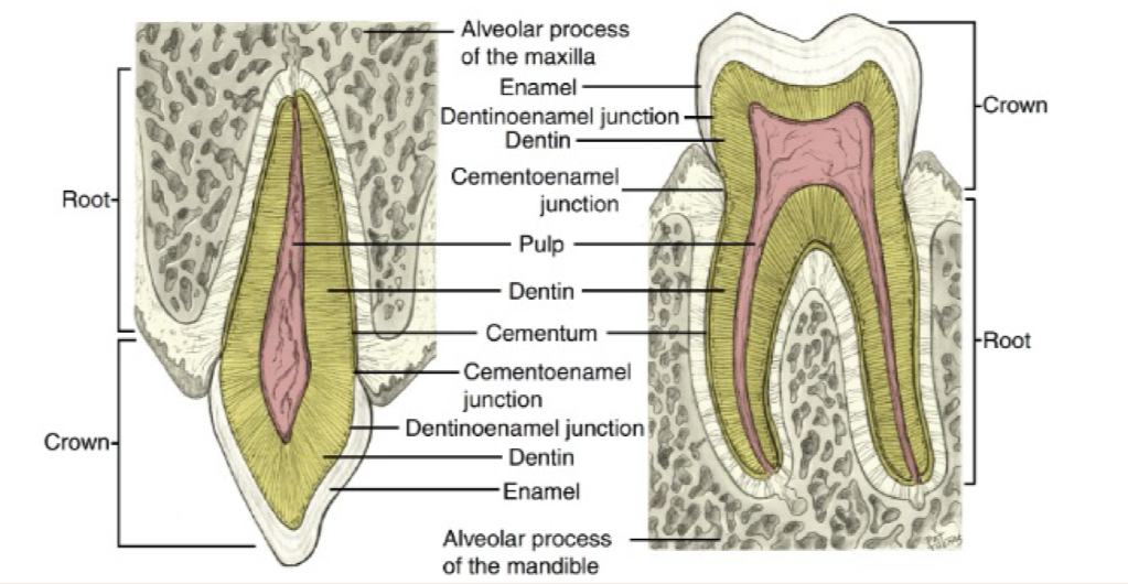 <p>Where is <strong>cementum</strong> the thickest?</p>