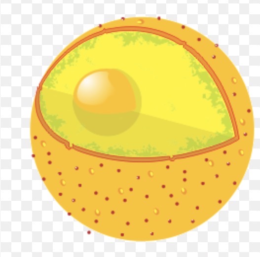 <p>Nuclear Membrane</p>