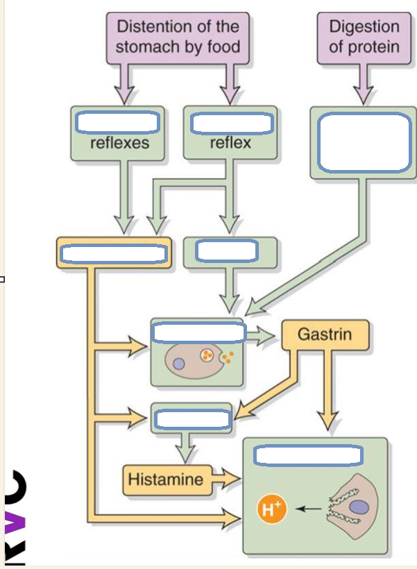 <p>mechanism of stomach secretions</p>