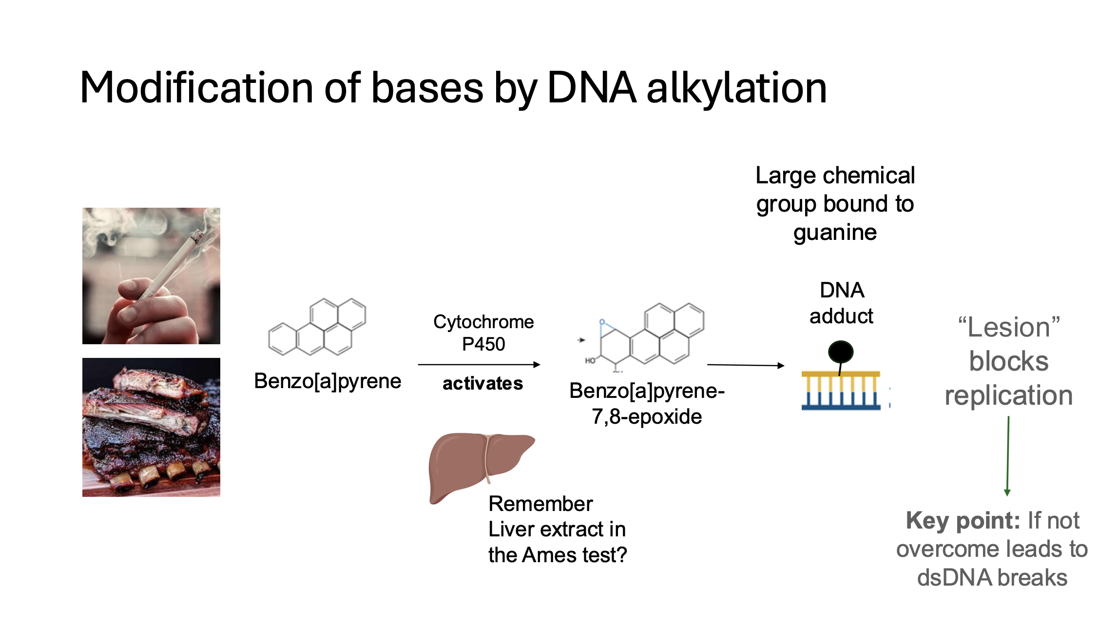 <p>dna alkylation</p>