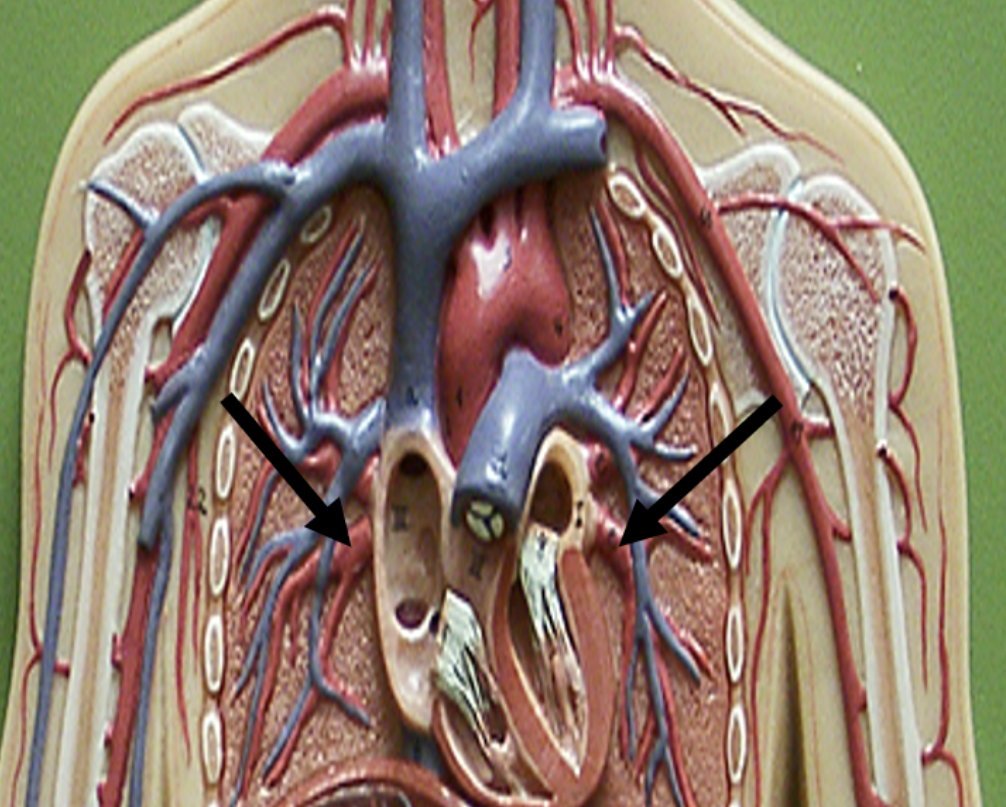<p><span>Identify the blood vessel indicated by the pointer.</span></p>