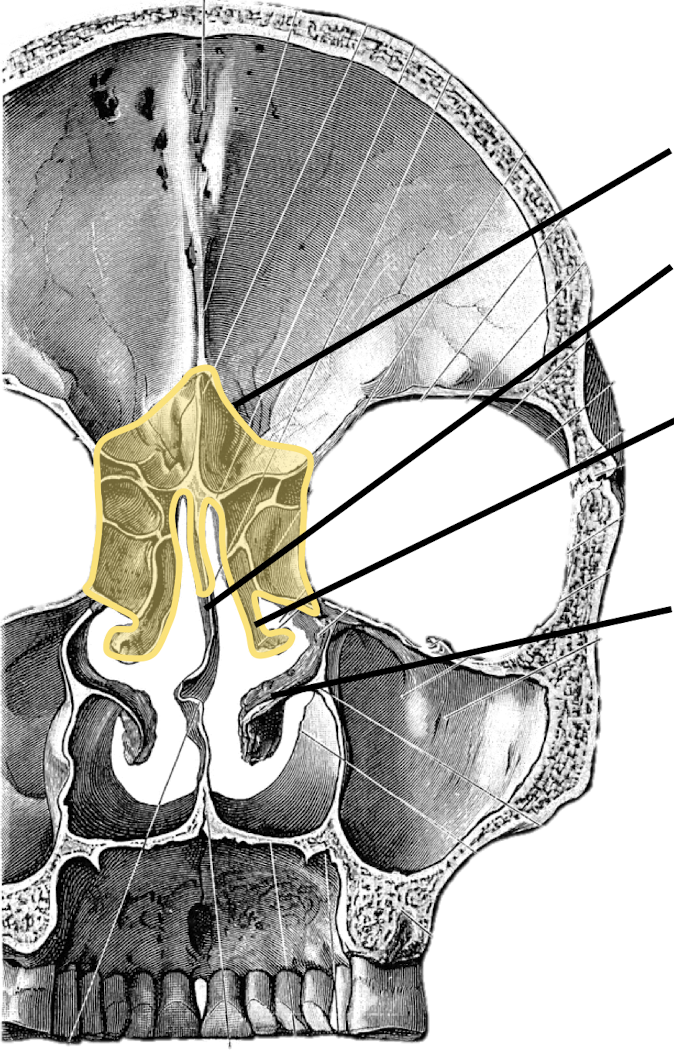 <p>Label and know the function of the nasal conchae.</p>